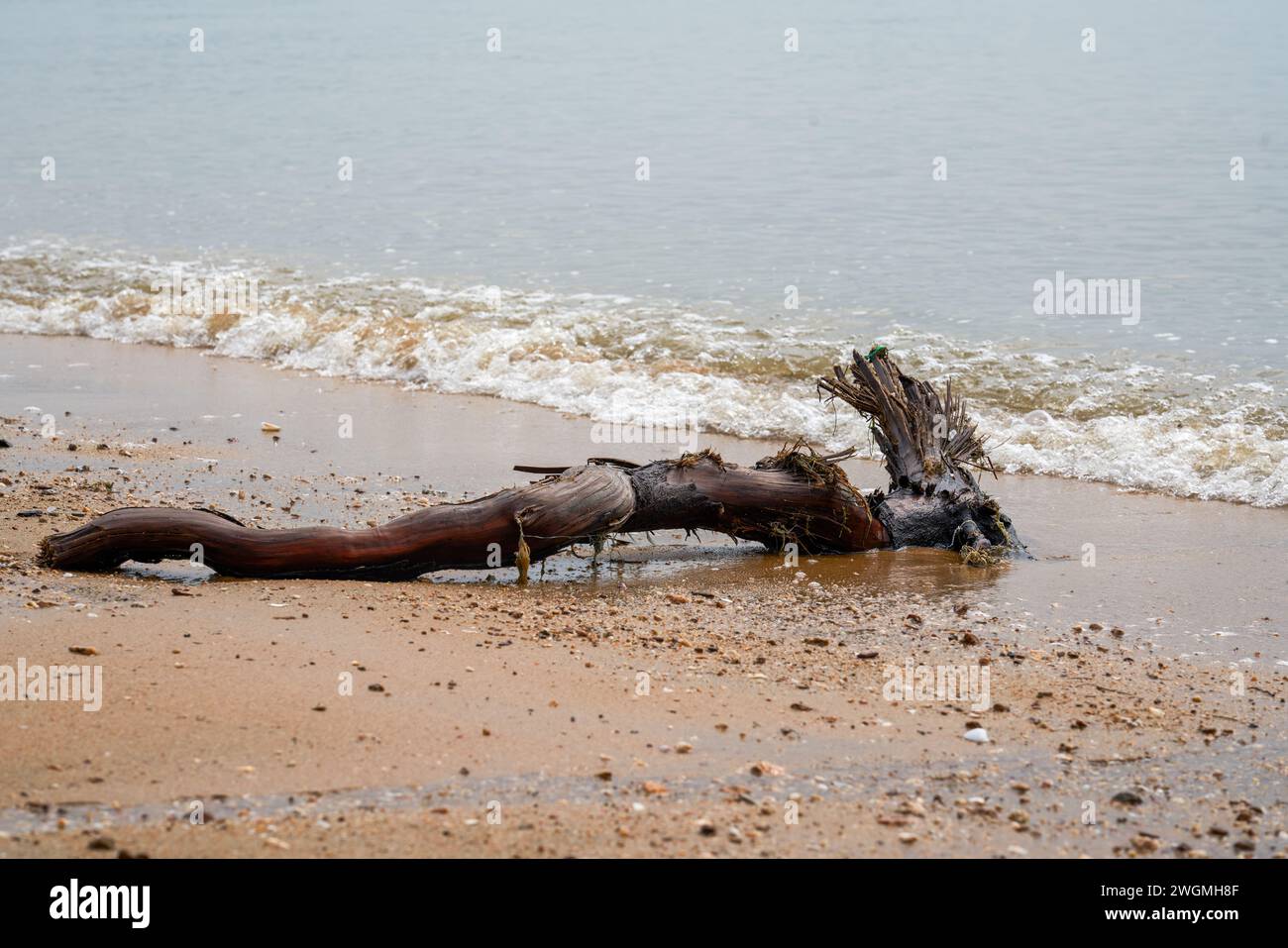 Primo piano di rami di alberi morti e radici sulla spiaggia in riva al mare Foto Stock