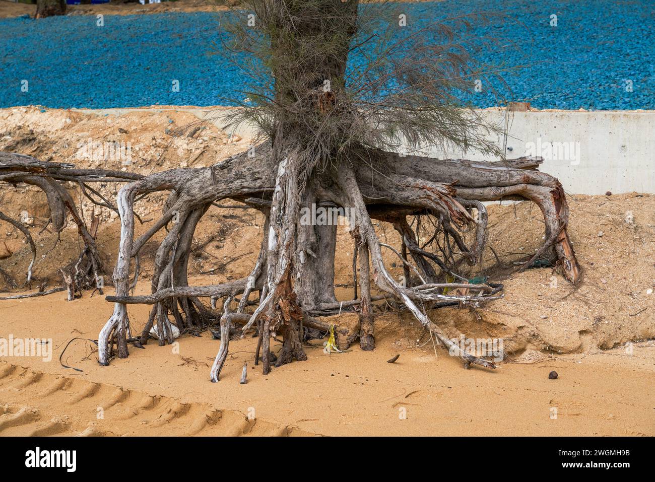 Primo piano di rami di alberi morti e radici sulla spiaggia in riva al mare Foto Stock