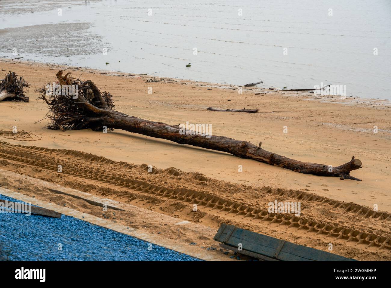Primo piano di rami di alberi morti e radici sulla spiaggia in riva al mare Foto Stock