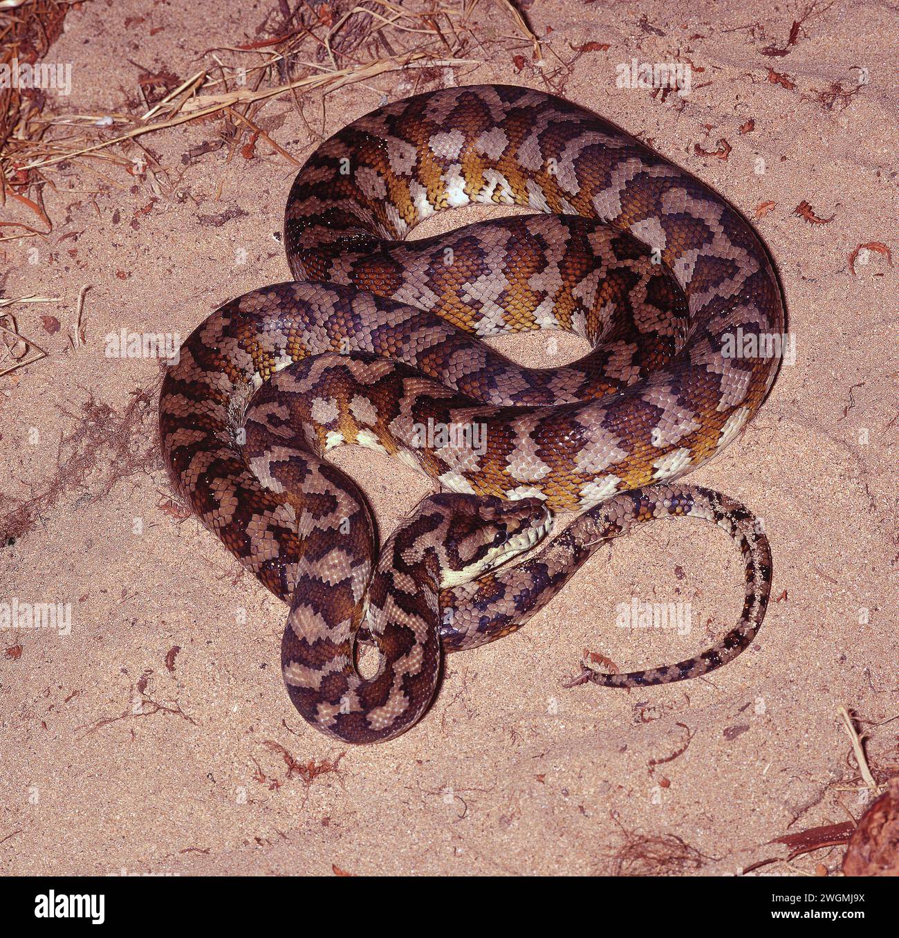 DARWIN CARPET PYTHON (SPILOTA VARIEGATA) AVVOLTO NELLA SABBIA. CONOSCIUTO ANCHE COME TORRESIAN, PYTHON TAPPETO DEL PAPUAN NORD-OCCIDENTALE O OCCIDENTALE. AUSTRALIA. Foto Stock