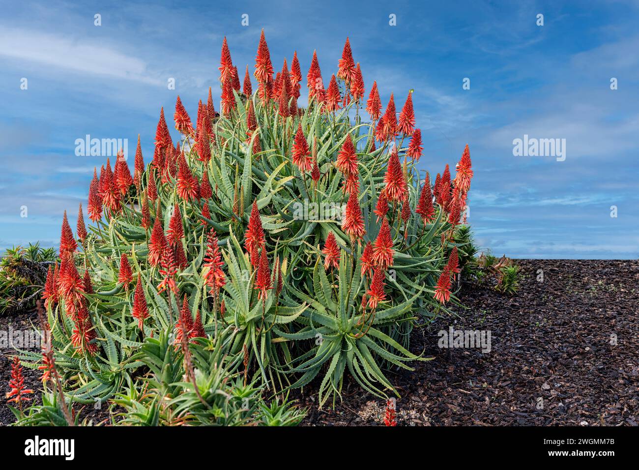 Aloe Arborescens (Aloe Arborescens) in fiore contro il cielo blu Foto Stock
