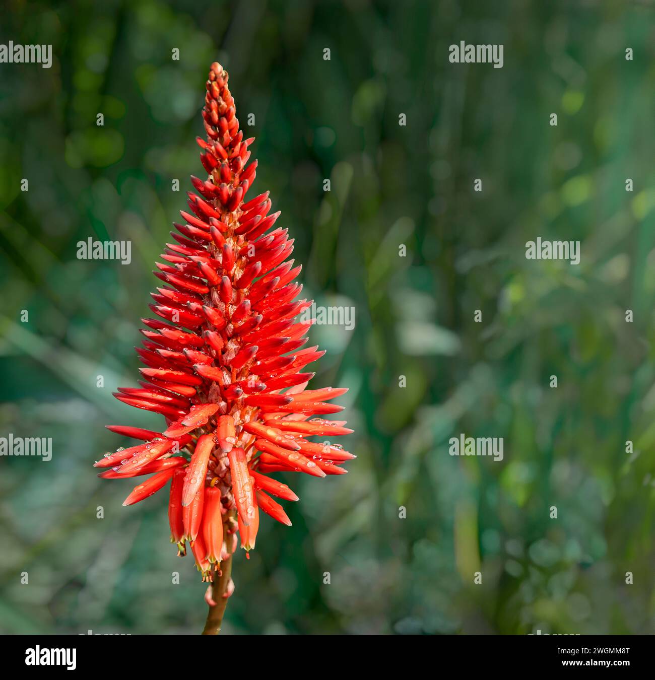 Fiore di aloe (Aloe Arborescens) arancio rosso con sfondo bokeh verde sfocato Foto Stock