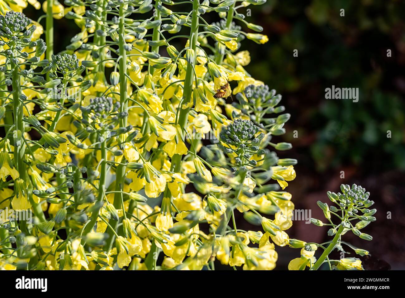 primo piano di fiori di broccoli gialli in un giardino con api Foto Stock