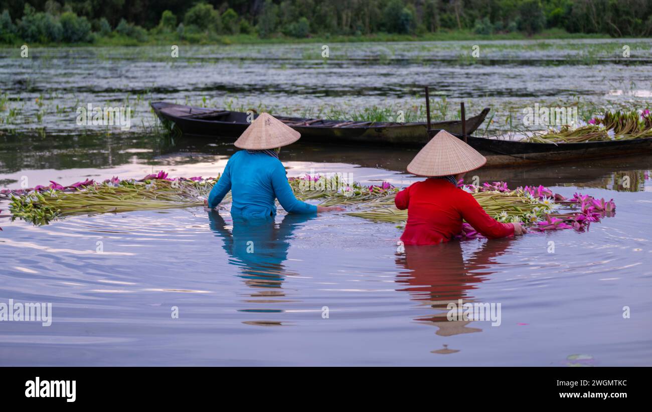 27 settembre 2023: Le donne nella provincia di Long an, in Vietnam, stanno raccogliendo gigli d'acqua nei campi Foto Stock