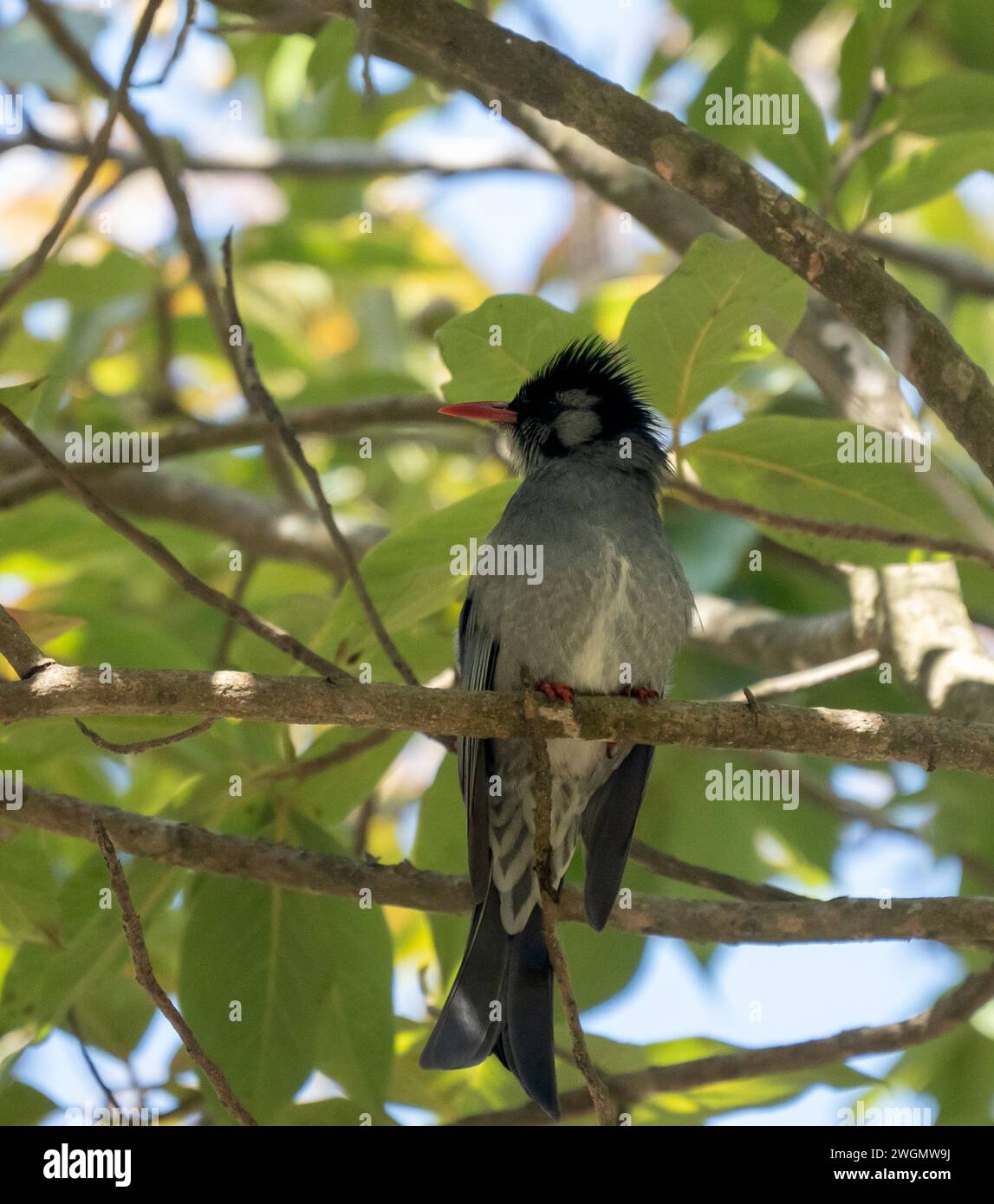 Un bulbul nero arroccato in un albero. Foto Stock