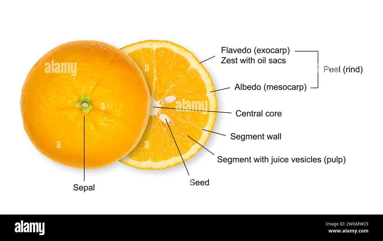 Struttura di un arancio dimezzato, sezione trasversale di un agrumato, con leggenda. Anatomia di un'arancia dolce che mostra segmenti con vescicole di succo, ecc. Foto Stock