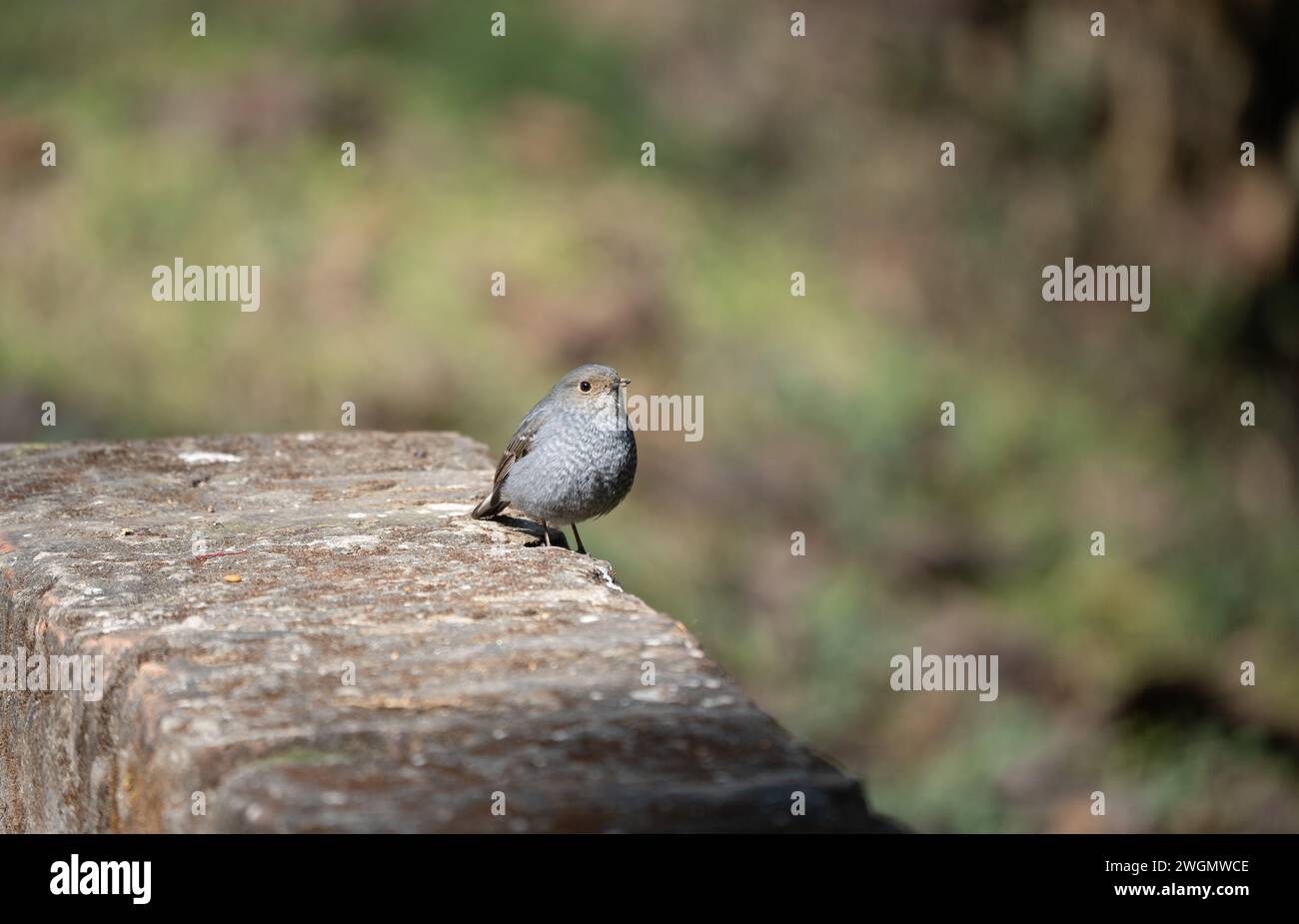 Un Plumbeous Water Redstart arroccato su un muro di pietra. Foto Stock