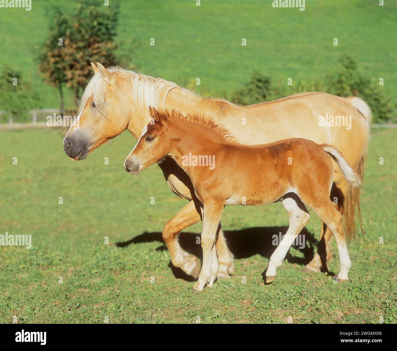 Avelihnese mare camminando con il suo puledro. L'Avelignese è la versione italiana dell'Haflinger austriaco. ma è più pesante e più grossa. Italia Foto Stock