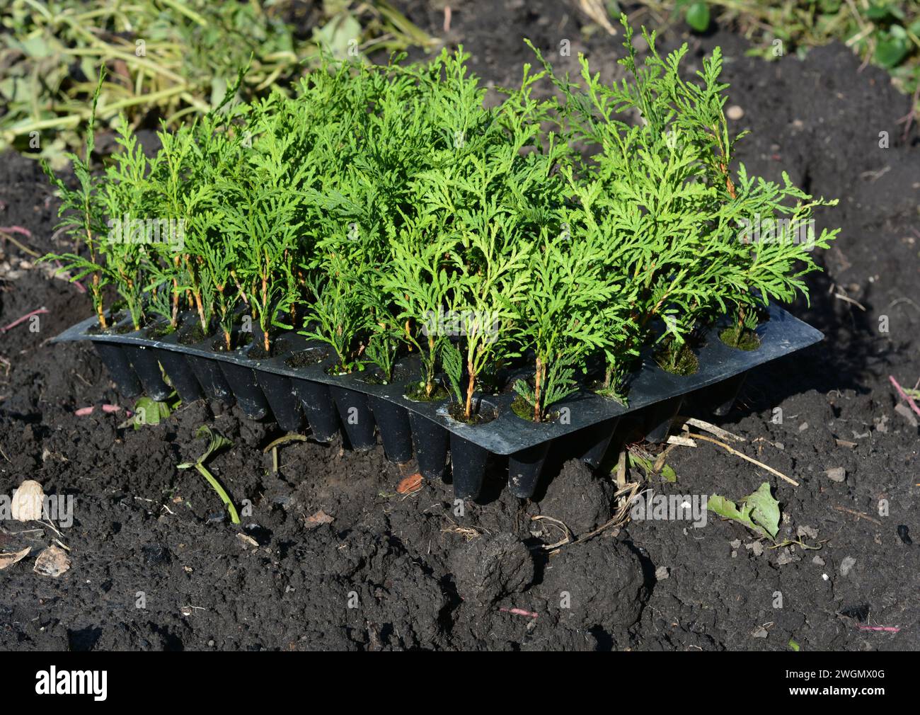 Primo piano su piccole piantine di thuja in un vassoio di plastica pronto a piantare thuja nel terreno in primavera. Foto Stock