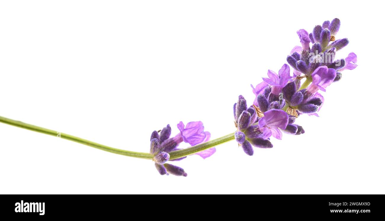 Fiori di lavanda isolati su sfondo bianco Foto Stock