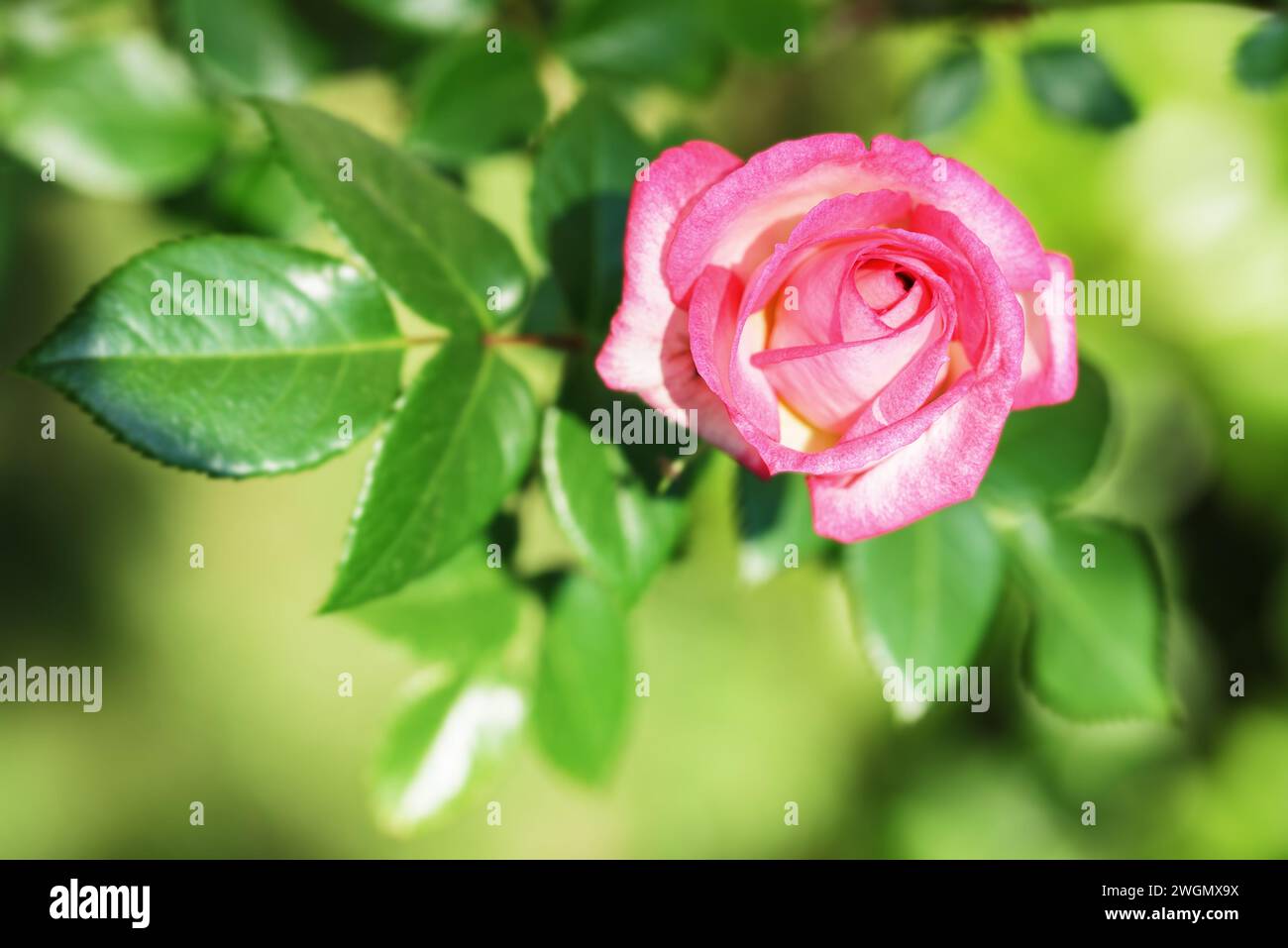 Rosa in un giardino su sfondo sfocato Foto Stock