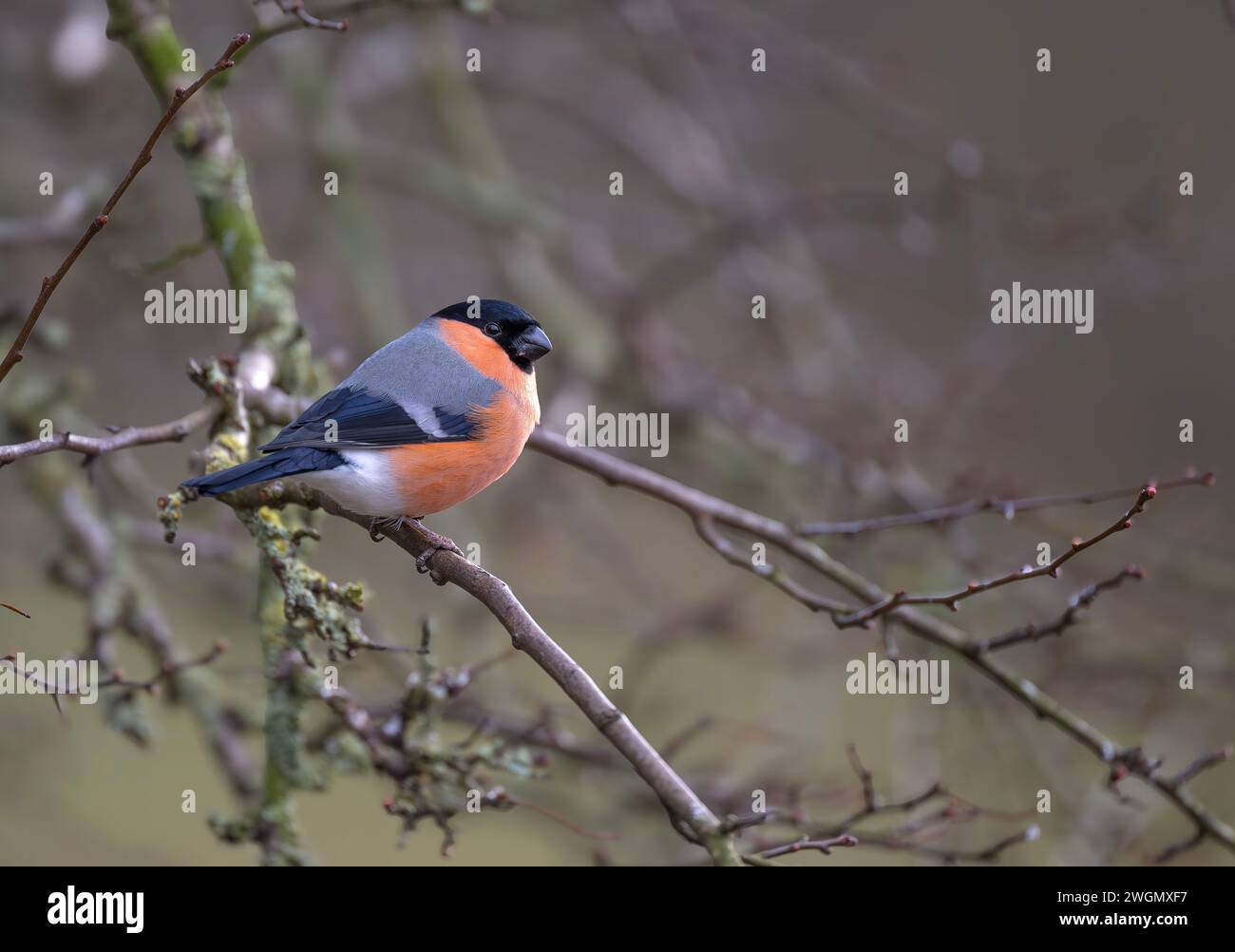 Bullfinch maschio eurasiatico (Pyrrrhula pyrrhula) arroccato in un Bush di biancospino a Sculthorpe Moor, Sculthorpe, Fakenham, Norfolk, Regno Unito Foto Stock