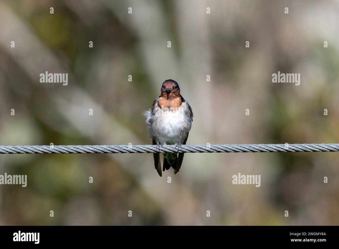Benvenuti Swallow, Hirundo neoxena, Nelson, South Island, nuova Zelanda Foto Stock
