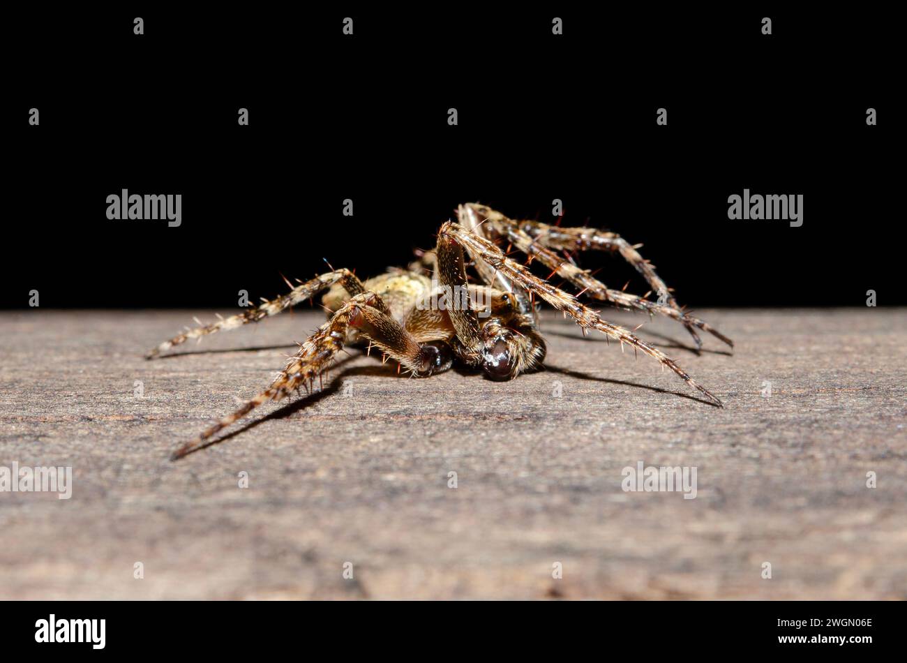 Garden Orbweb Spider, Socca pustulosa, Nelson, South Island, nuova Zelanda Foto Stock