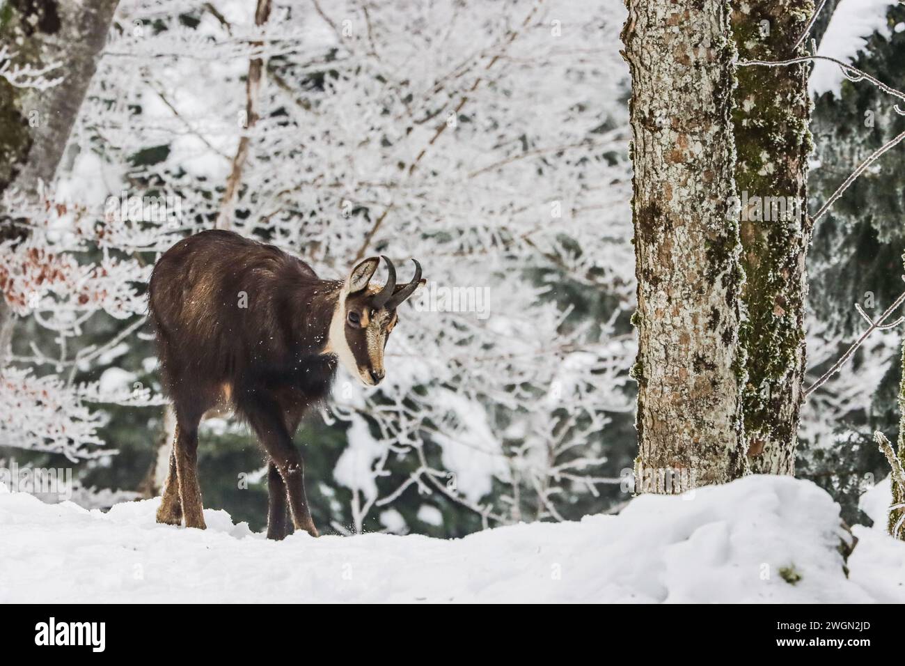 Camoscio in inverno in una foresta ghiacciata della montagna svizzera del giura Foto Stock