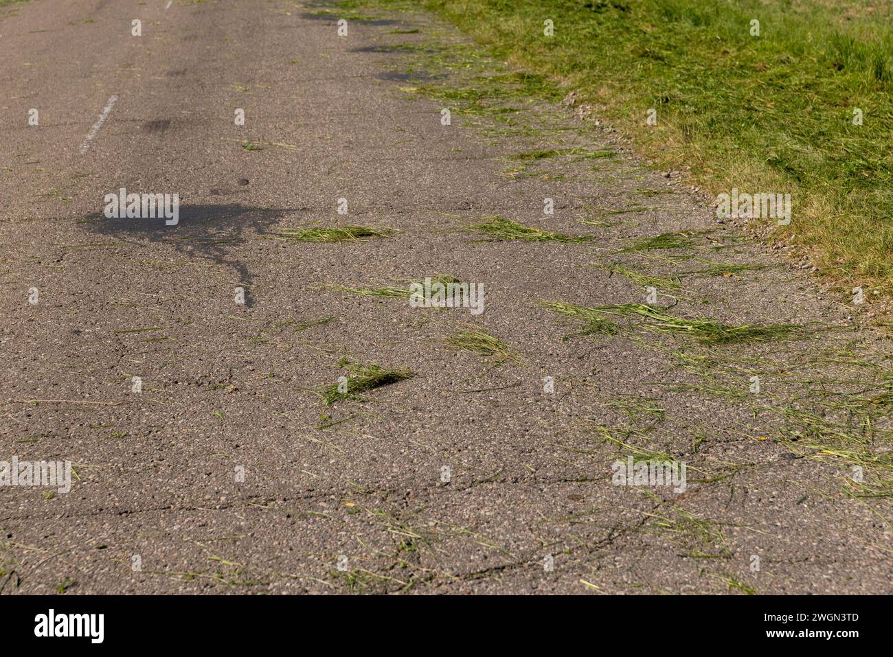 il bordo e la spalla della strada sono in erba verde, erba verde non rimossa dalla strada dopo aver tagliato l'erba in estate Foto Stock