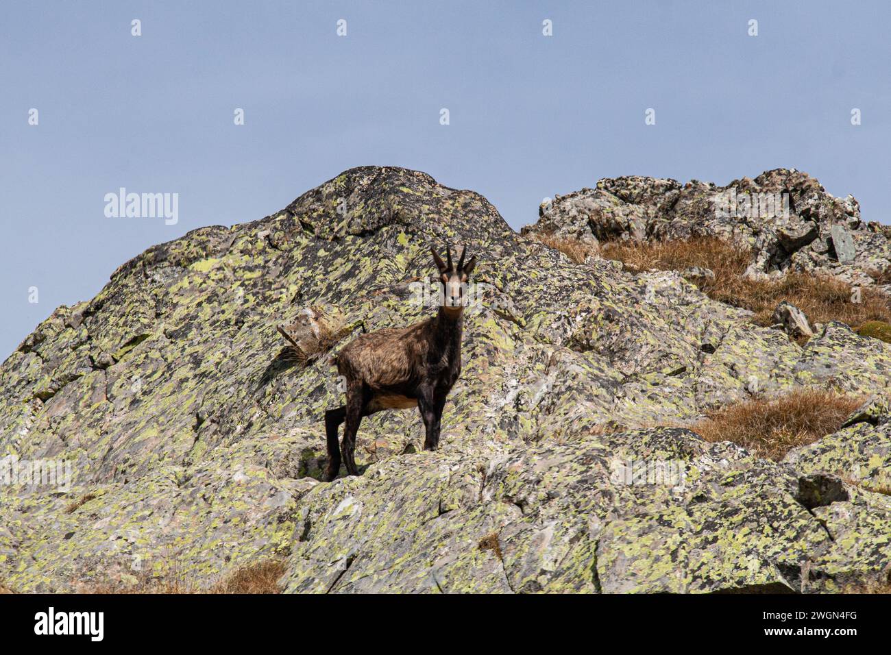 Camoscio nell'ambiente roccioso del Parco Nazionale del Mercantour nella Francia sudorientale Foto Stock