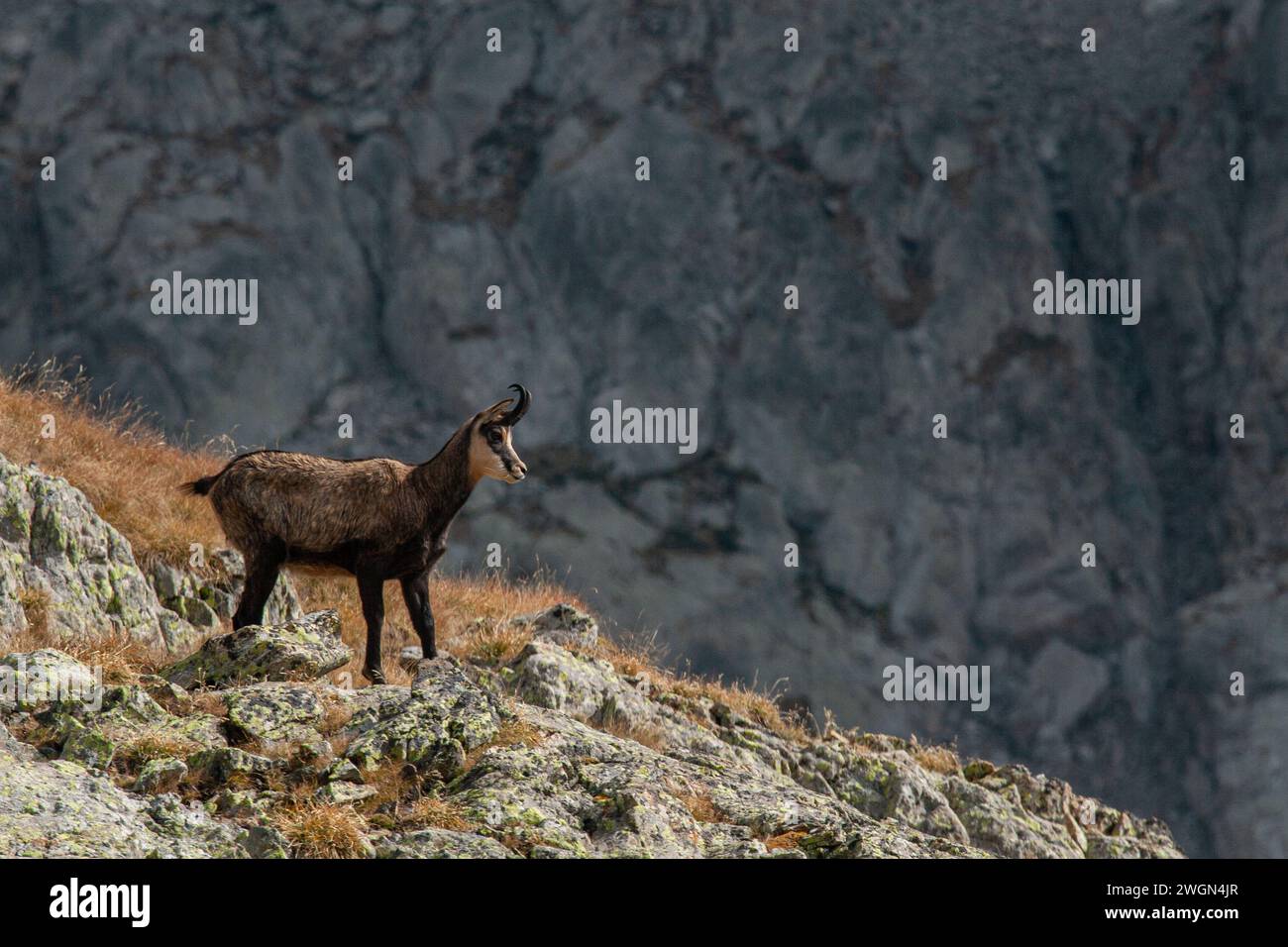 Camoscio nell'ambiente roccioso del Parco Nazionale del Mercantour nella Francia sudorientale Foto Stock