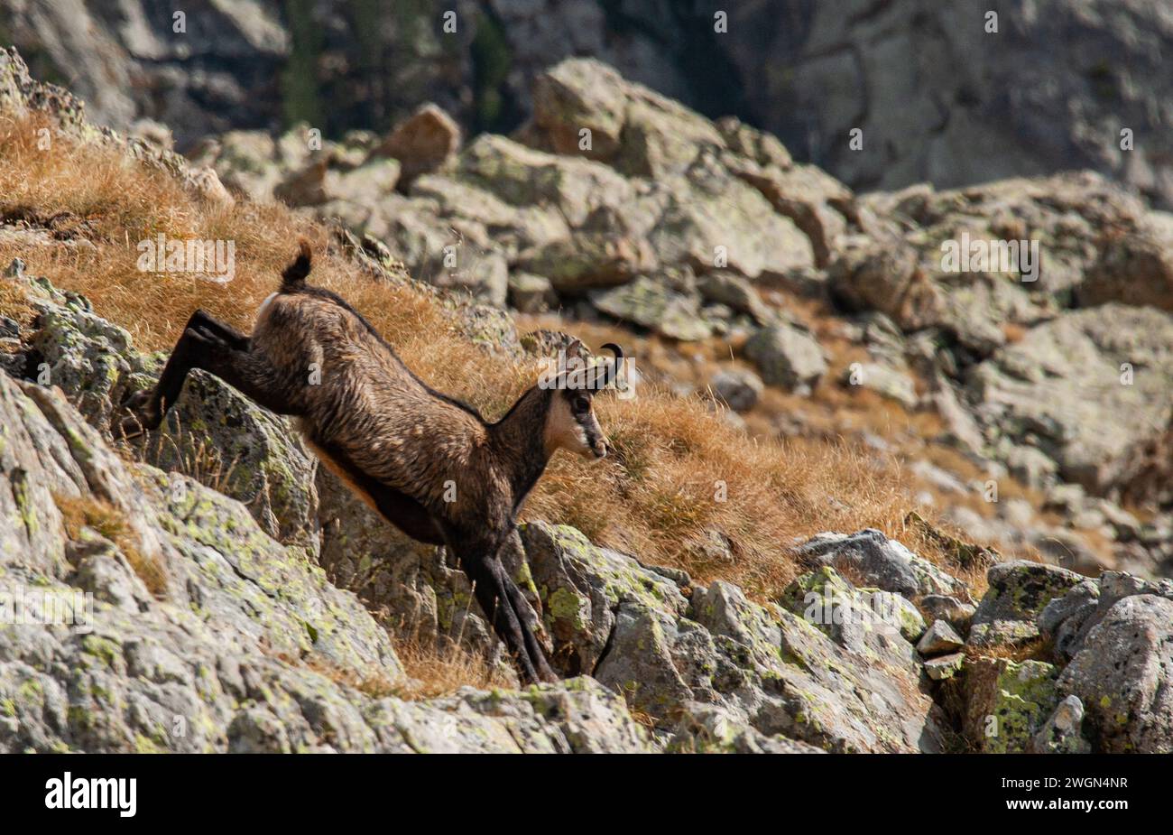Camoscio che corre in un ambiente roccioso del Parco Nazionale del Mercantour nella Francia sudorientale Foto Stock