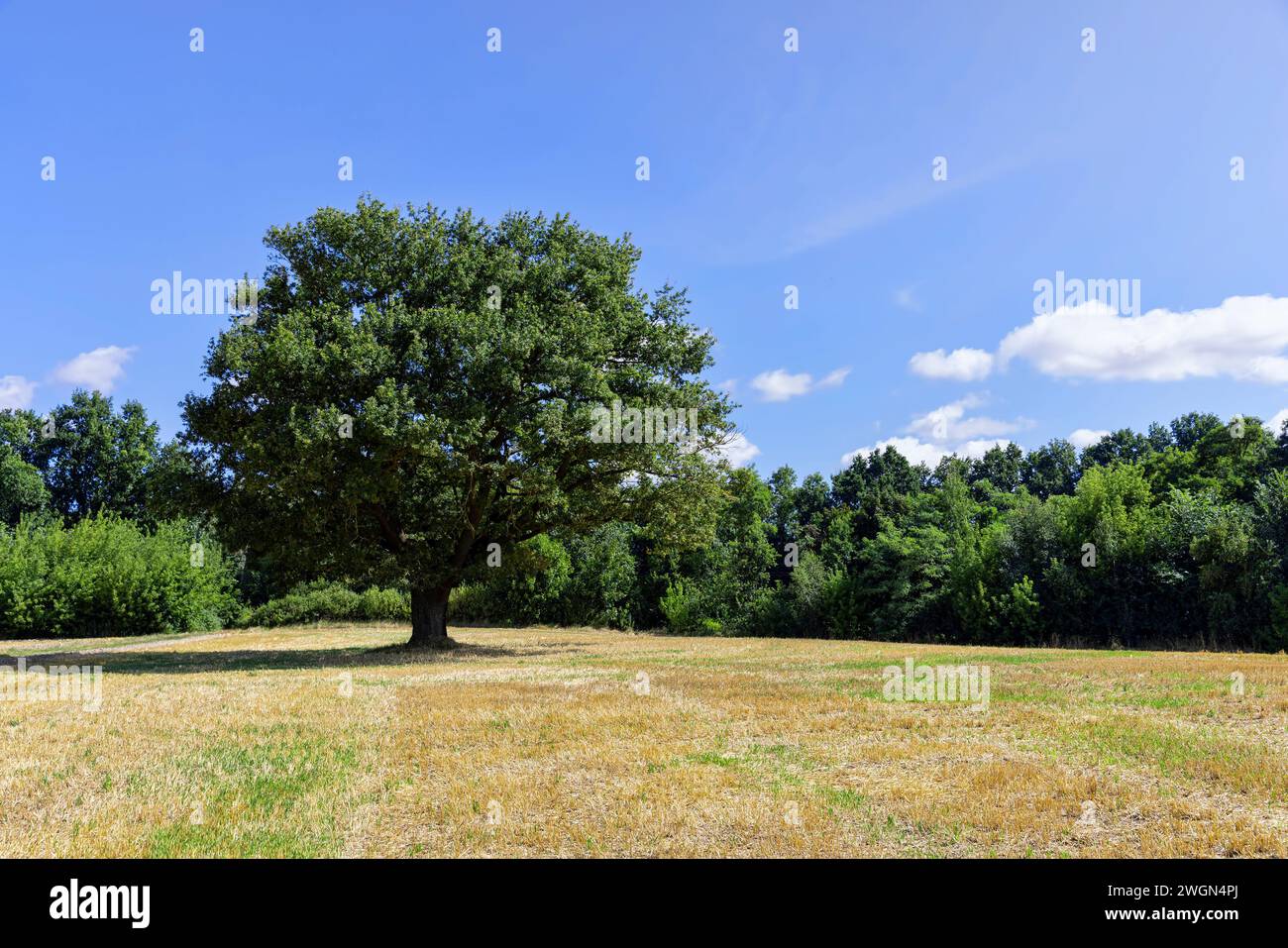 una vecchia quercia solitaria in un campo di grano, una stoppia di grano e una quercia con fogliame verde in un campo Foto Stock