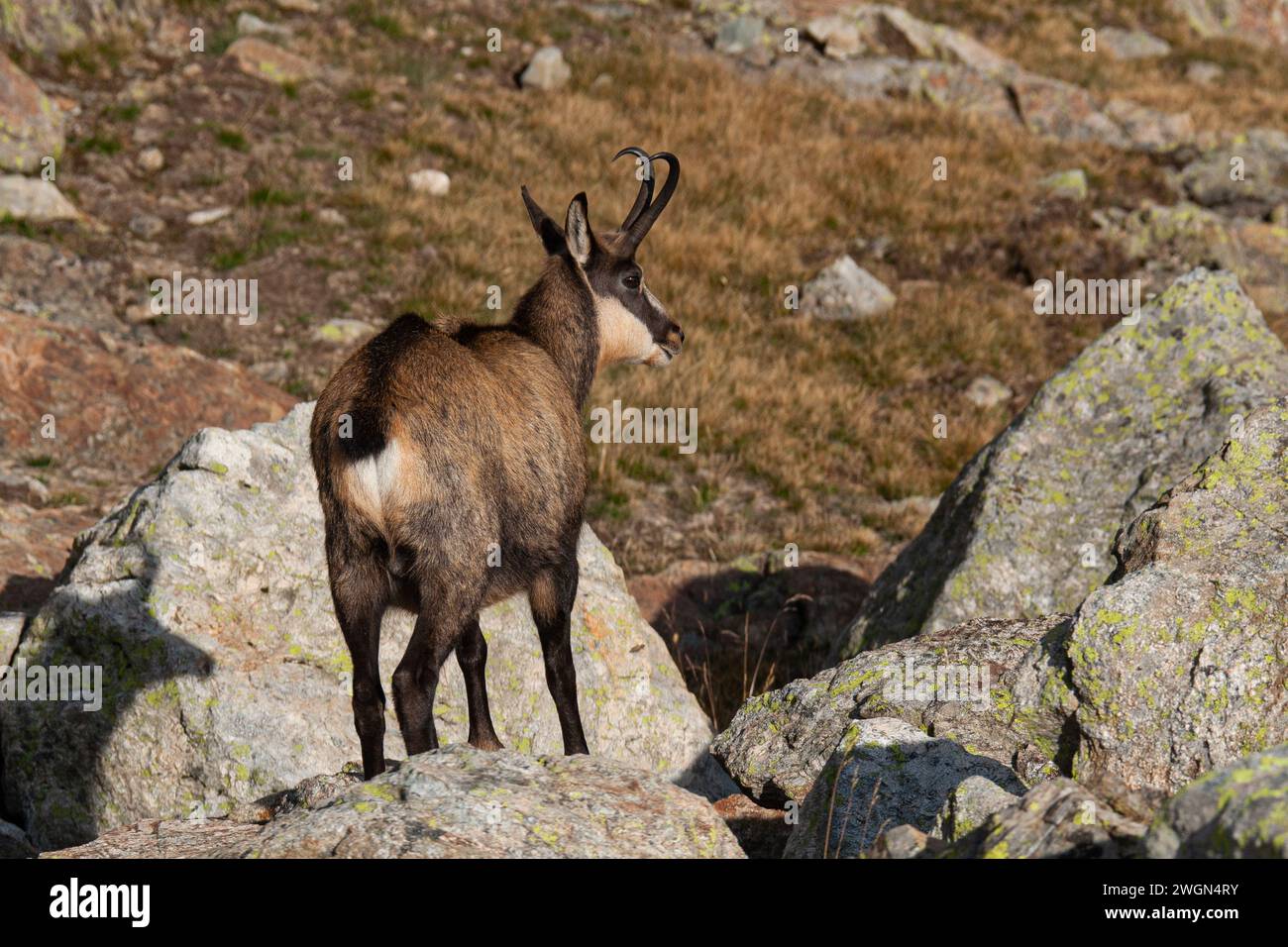 Camoscio nell'ambiente roccioso del Parco Nazionale del Mercantour nella Francia sudorientale Foto Stock