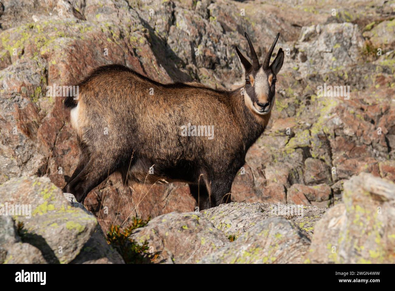 Camoscio nell'ambiente roccioso del Parco Nazionale del Mercantour nella Francia sudorientale Foto Stock