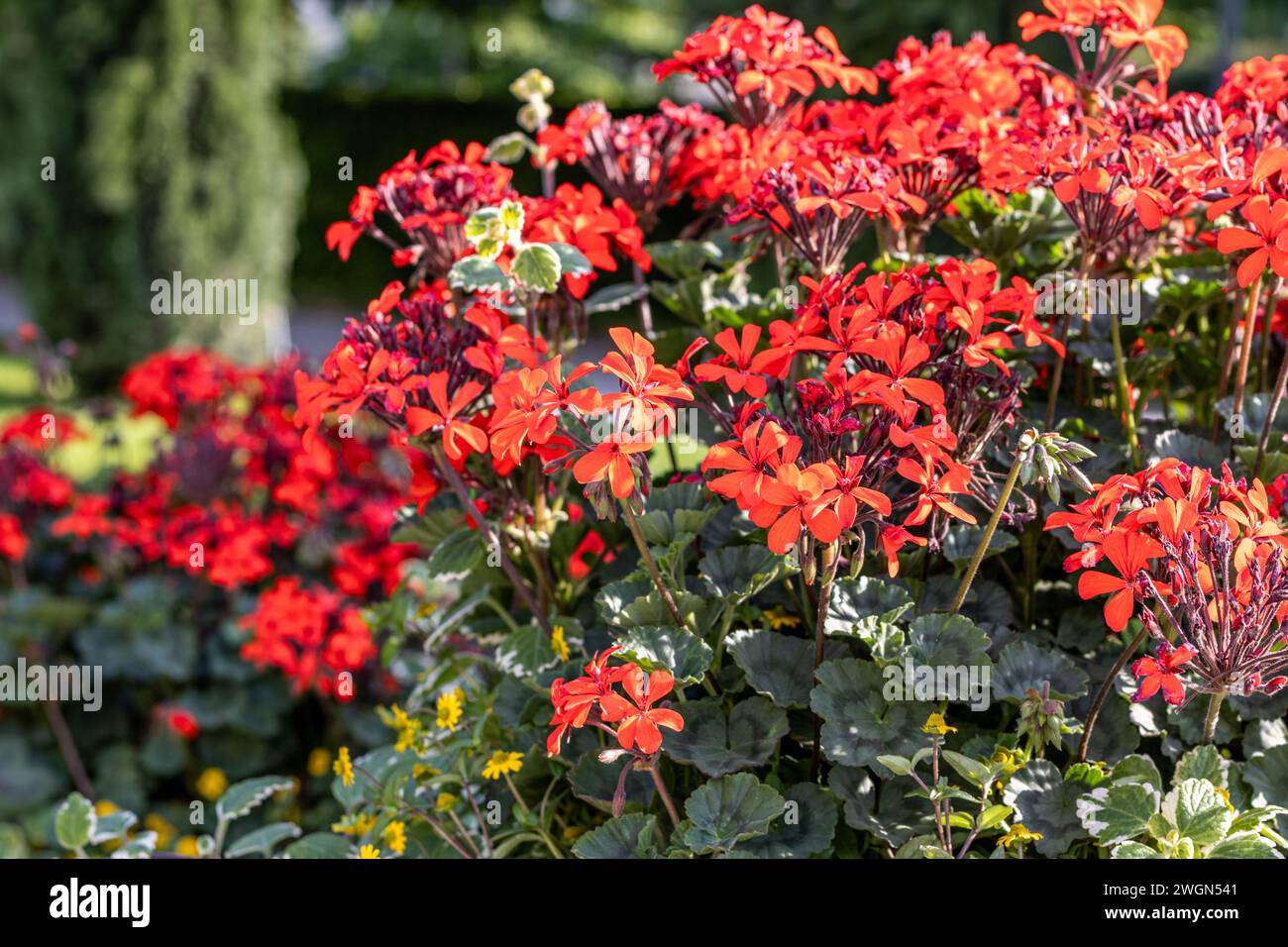 Un tripudio di petali rossi ardenti accende il paesaggio, dipingendo la tela della natura con vivaci sfumature di passione e vitalità. Foto Stock