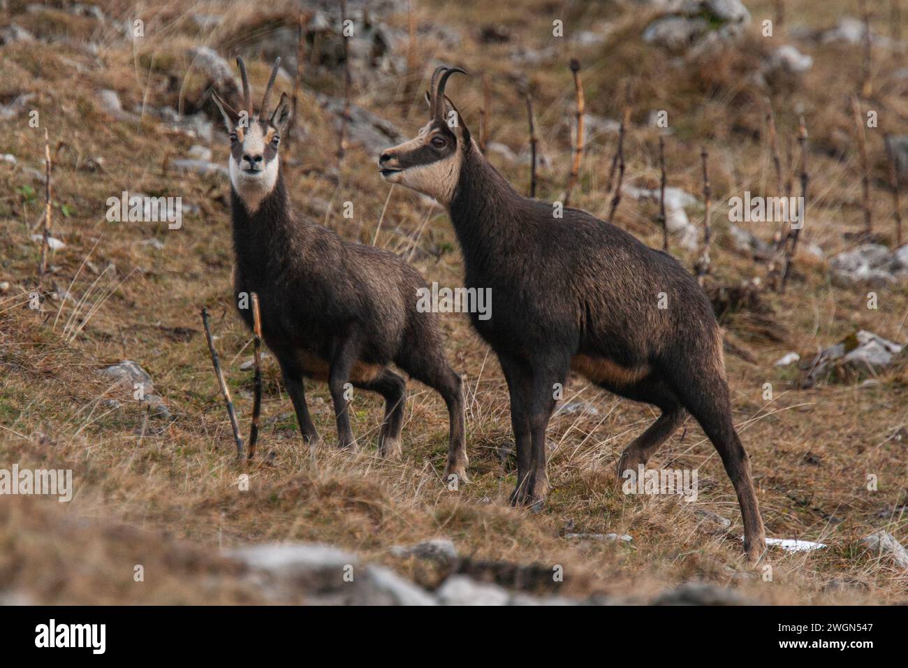 Un paio di camosci durante il periodo di taglio a novembre su un pascolo roccioso sul monte svizzero del giura Foto Stock