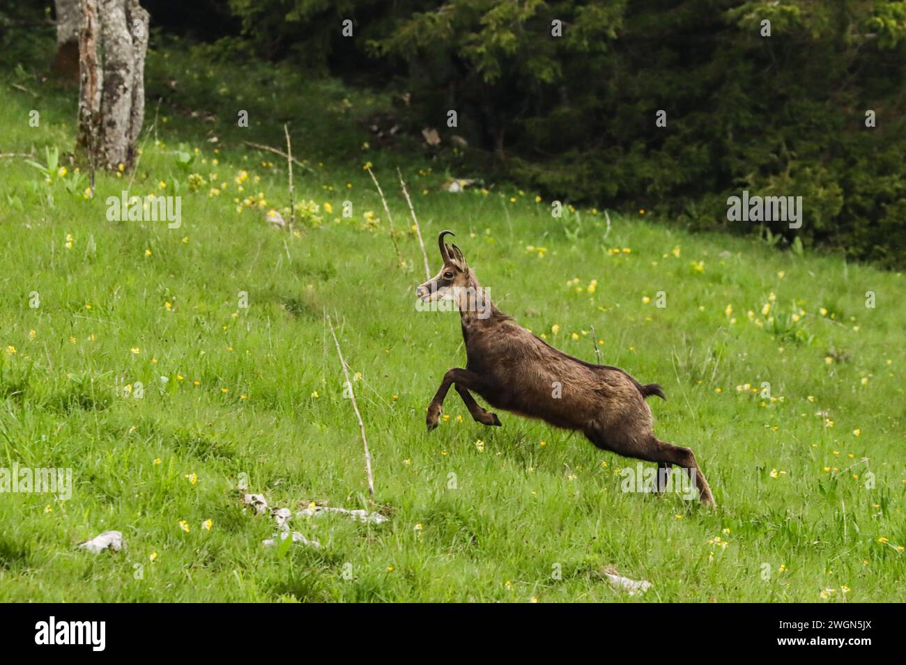 Camoscio che corre in un prato di primula sul monte svizzero del giura Foto Stock