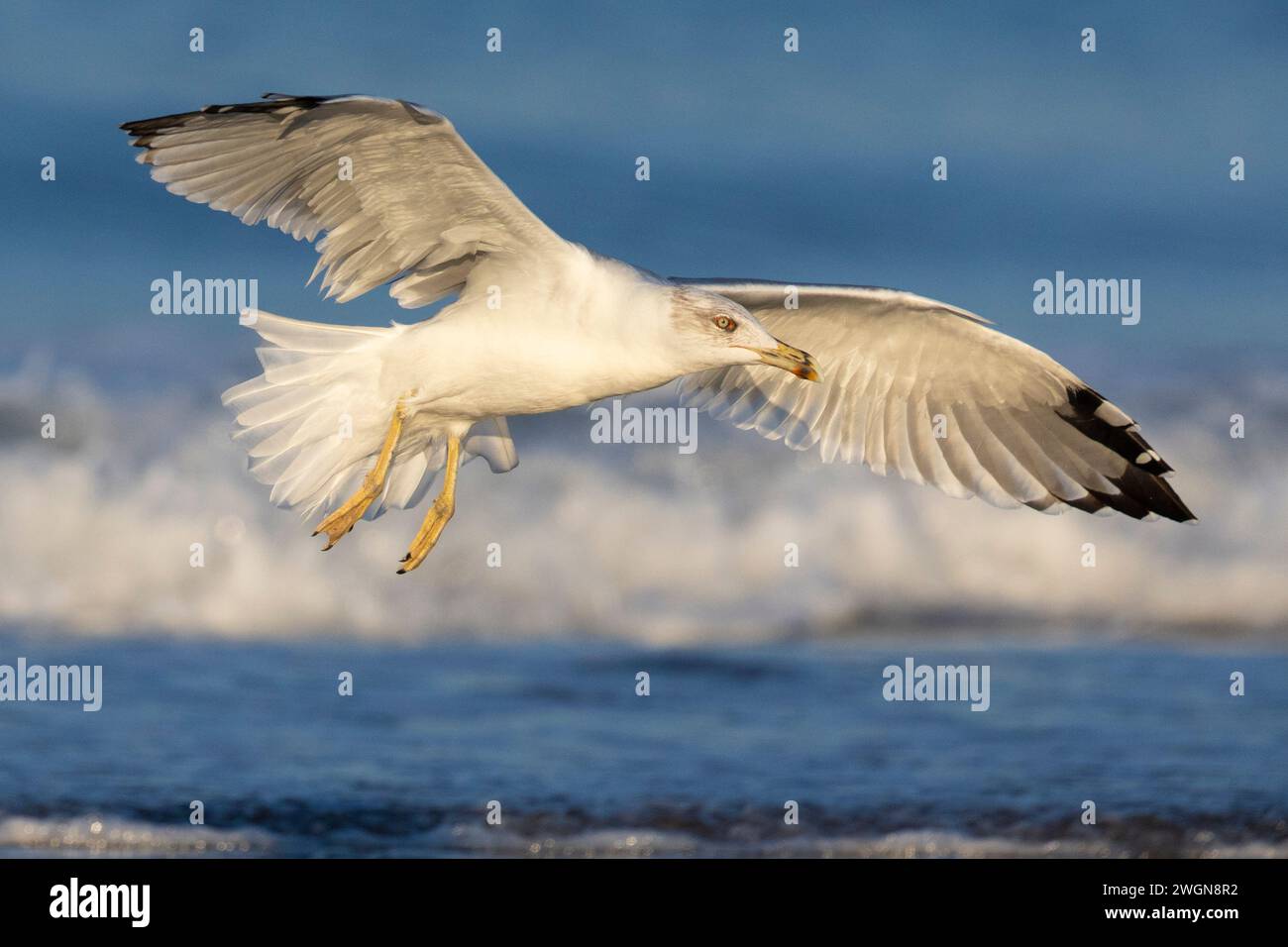 Gull dalle gambe gialle (Larus michahellis), vista laterale di un immaturo in volo, Campania, Italia Foto Stock