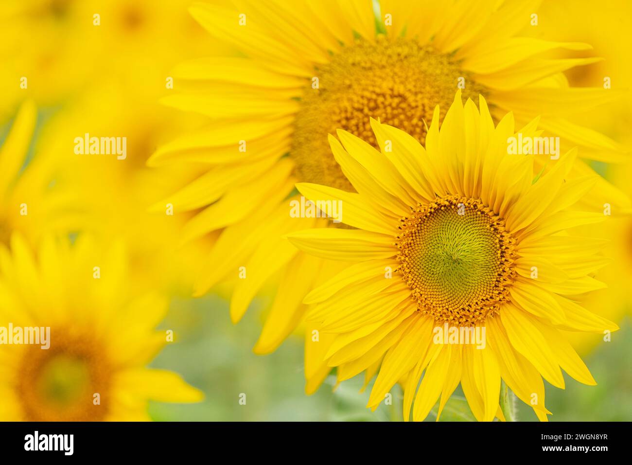 Campo di girasoli, Helianthus annuus, Santa María de Huerta, Soria, comunità autonoma di Castilla y León, Spagna, Europa Foto Stock