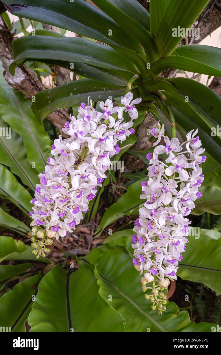 Vista ravvicinata di gruppi di fiori bianchi e viola di rhynchostylis gigantea specie di orchidee epifitiche che fioriscono all'aperto nel giardino tropicale Foto Stock