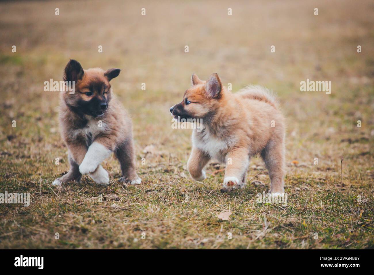 Cuccioli di cane islandese Foto Stock