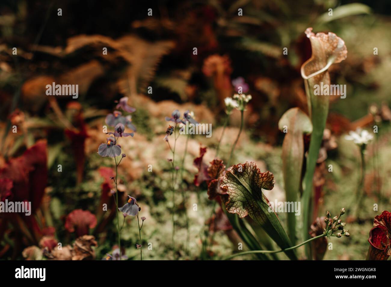 Fiori e piante selvatiche e pericolose che crescono in natura. Sfondo tropicale esotico naturale Foto Stock