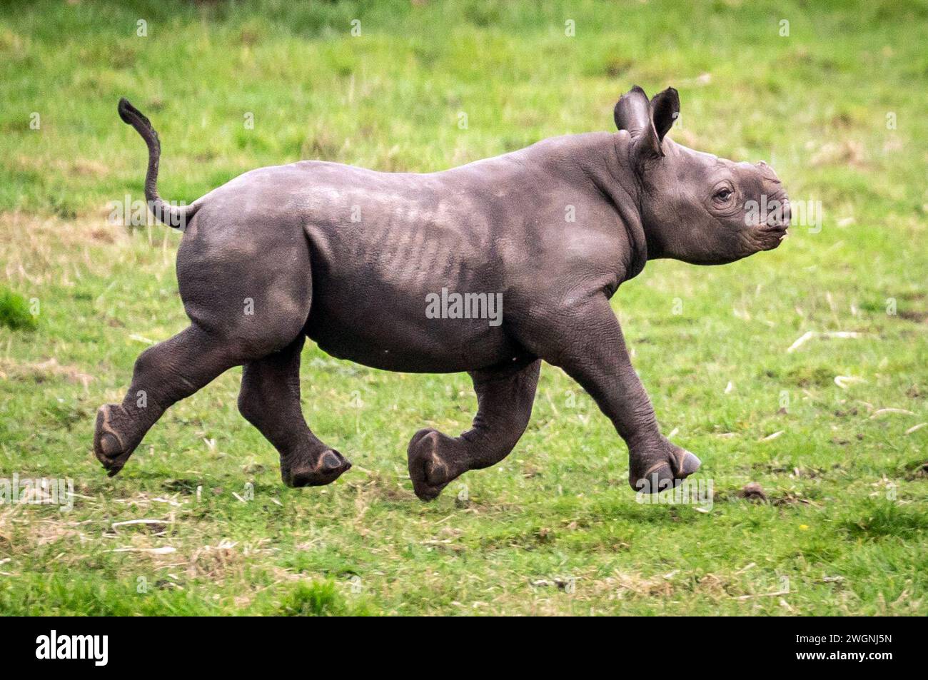 Neonato vitello rinoceronte Nero che esplora la sua riserva naturale allo Yorkshire Wildlife Park a Branton, South Yorkshire, dove celebrano la prima nascita nella storia del Parco di un vitello rinoceronte Nero in pericolo di estinzione, uno dei mammiferi più rari al mondo. Data foto: Martedì 6 febbraio 2024. Foto Stock