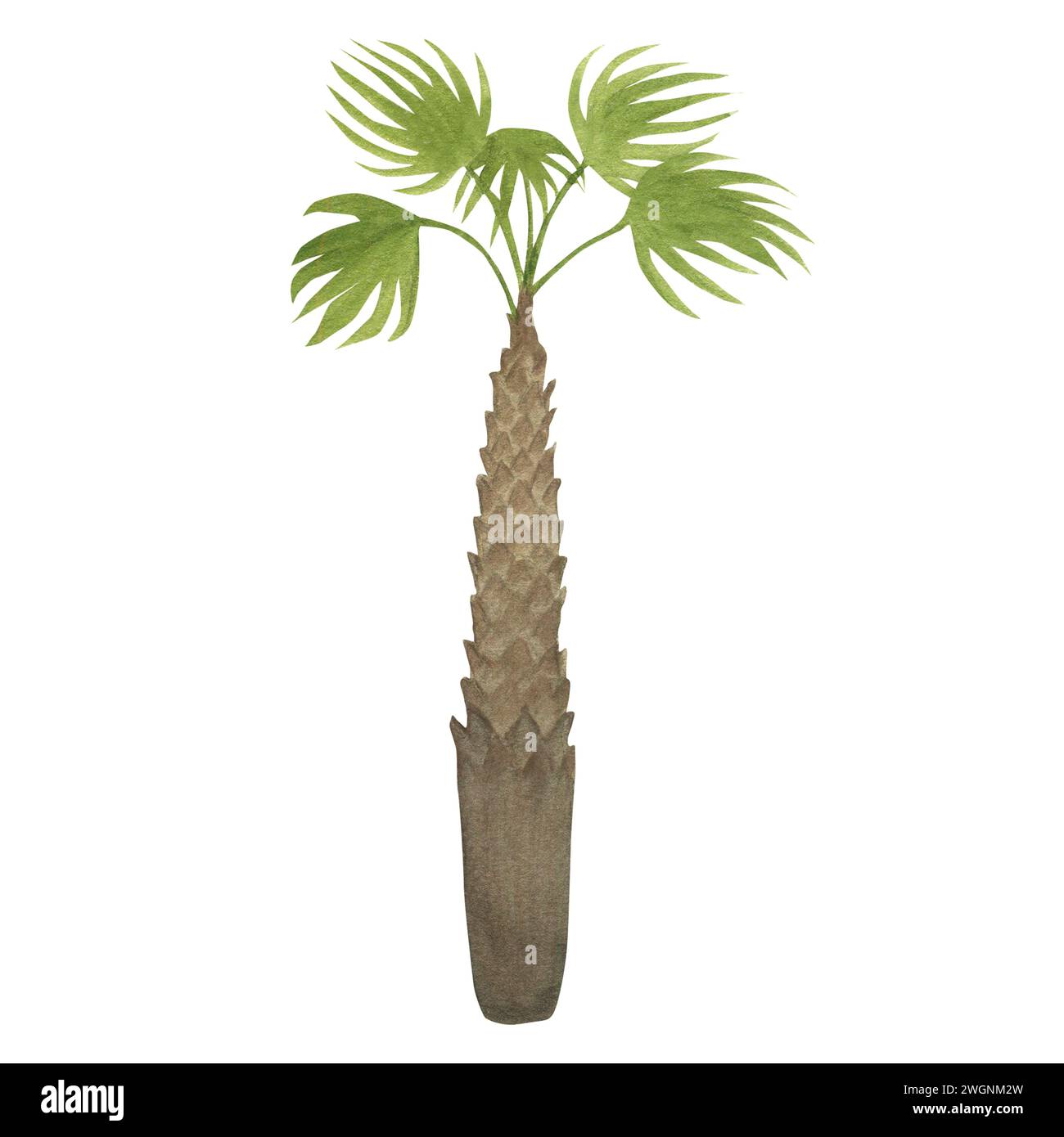 Illustrazione ad acquerello di una palma stilizzata isolata. Per l'arredamento, le composizioni e gli sfondi della camera dei bambini Foto Stock