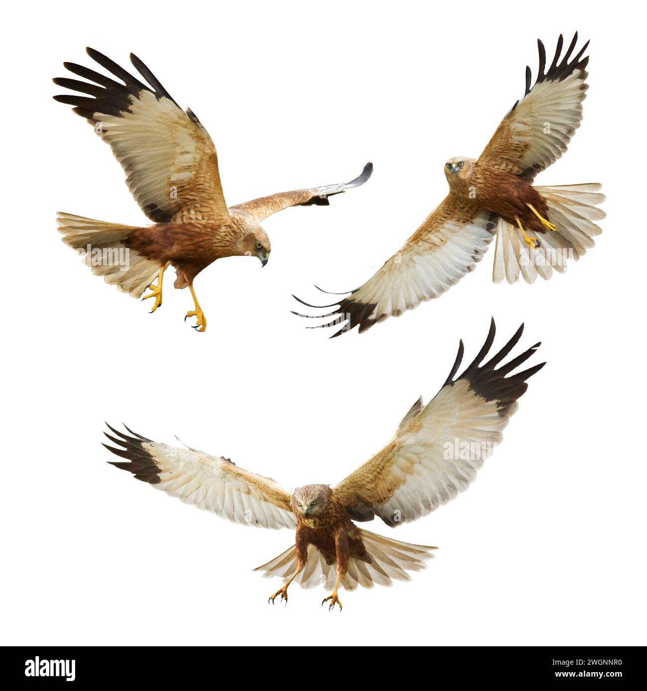 Uccello rapace Marsh Harrier Circus aeruginosus isolato su sfondo bianco - mescola tre uccelli volanti Foto Stock