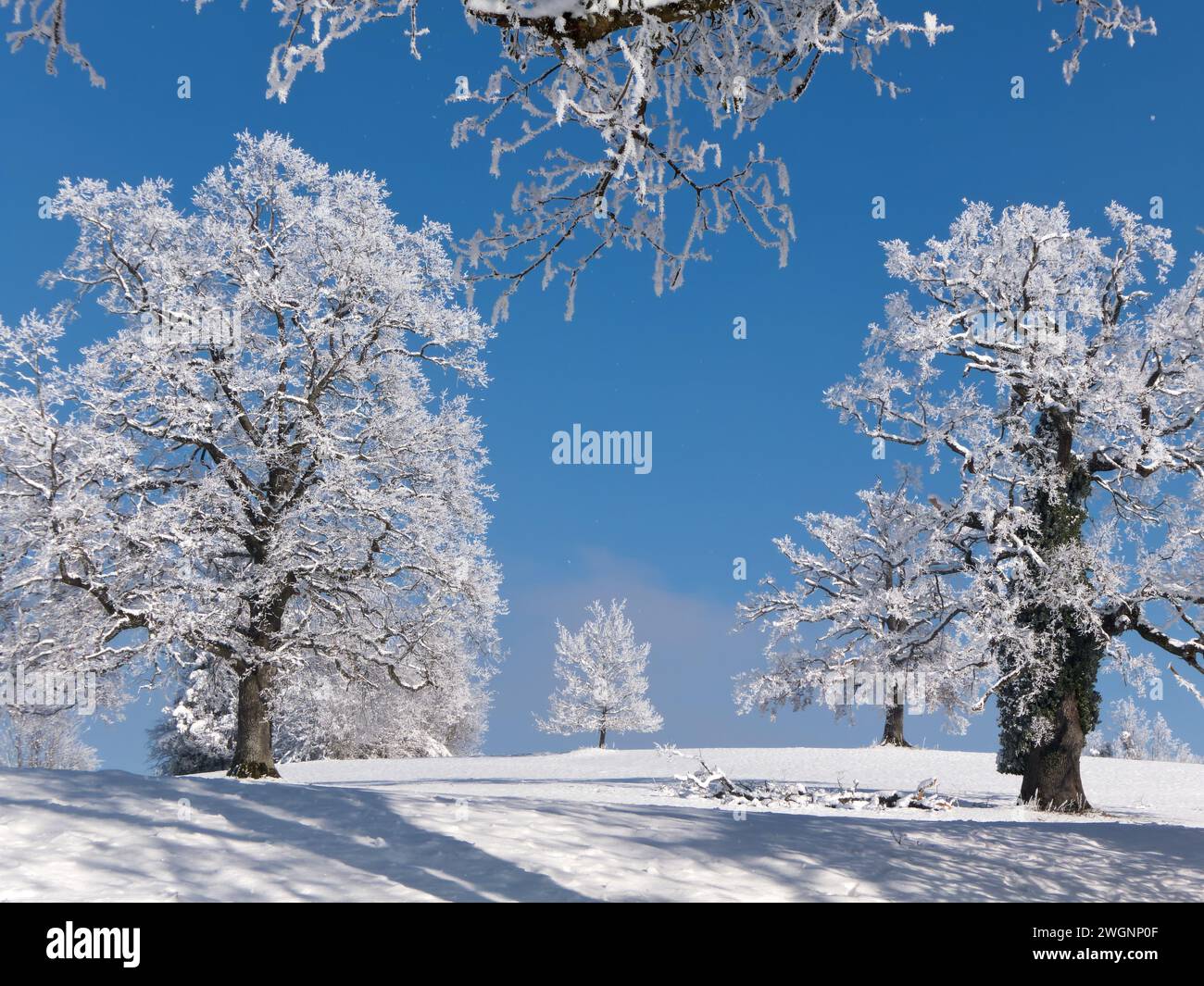 Vecchie querce ricoperte di rovere in un paesaggio invernale Foto Stock
