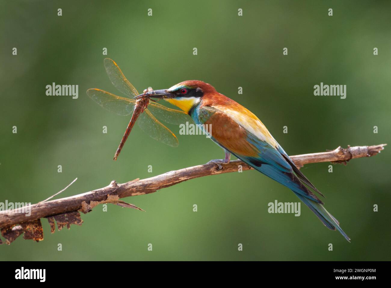 European Bee-Eater (Merops apiaster) arroccato sul ramo vicino alla colonia di riproduzione. La natura selvaggia della Polonia settentrionale - Europa Foto Stock