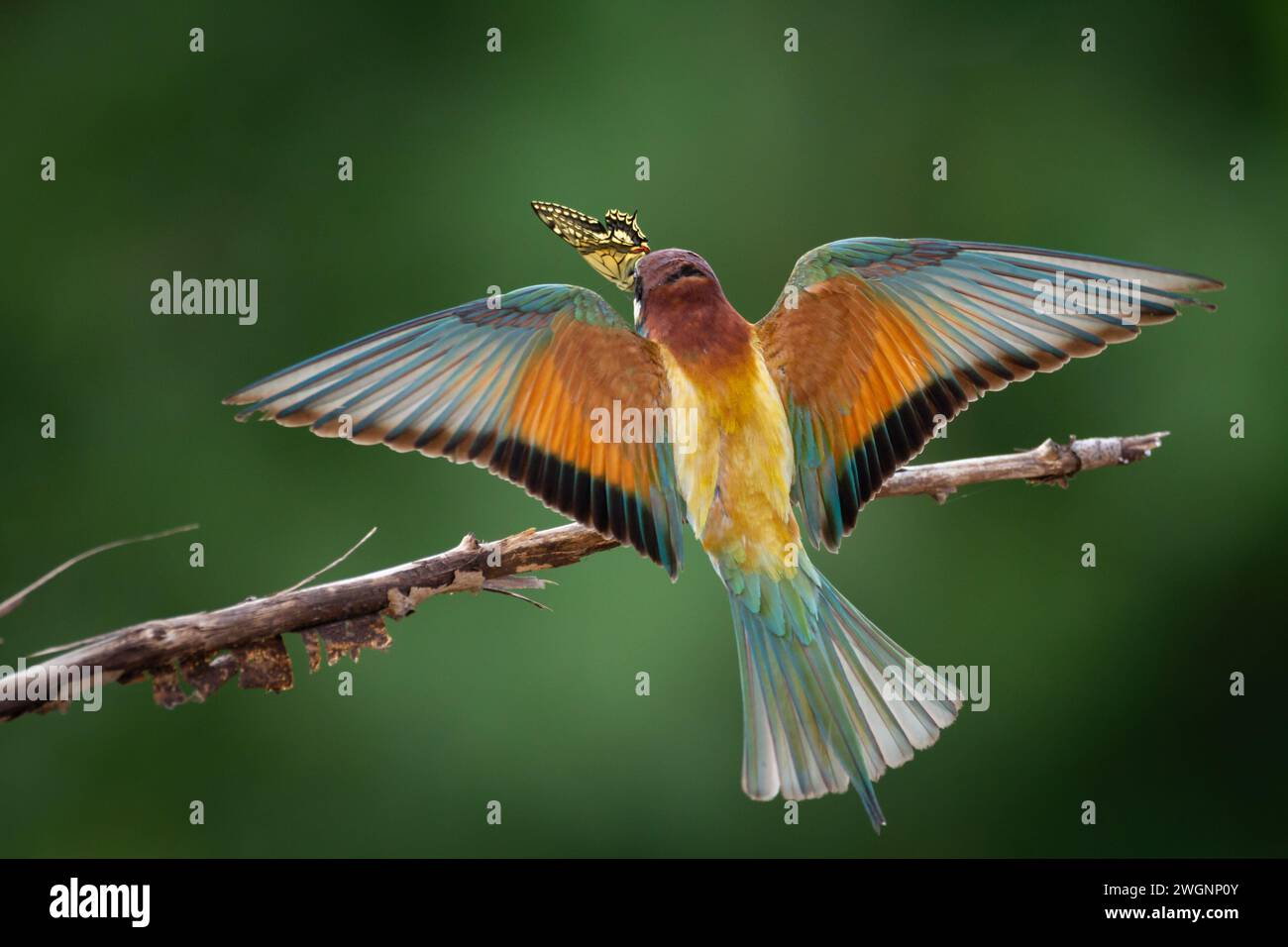 European Bee-Eater (Merops apiaster) arroccato sul ramo vicino alla colonia di riproduzione. La natura selvaggia della Polonia settentrionale - Europa Foto Stock