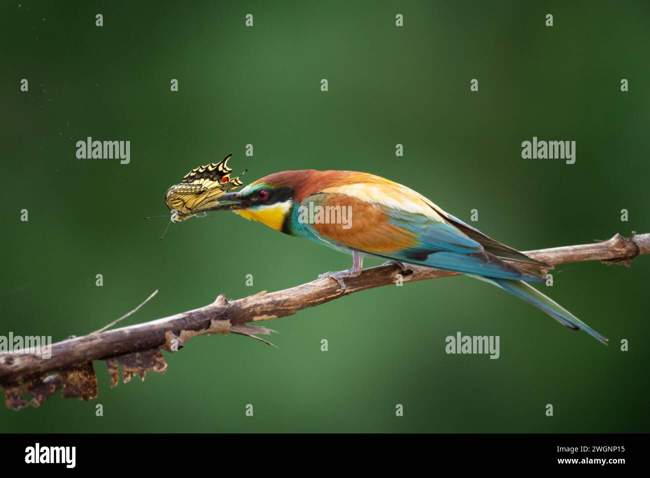 European Bee-Eater (Merops apiaster) arroccato sul ramo vicino alla colonia di riproduzione. La natura selvaggia della Polonia settentrionale - Europa Foto Stock