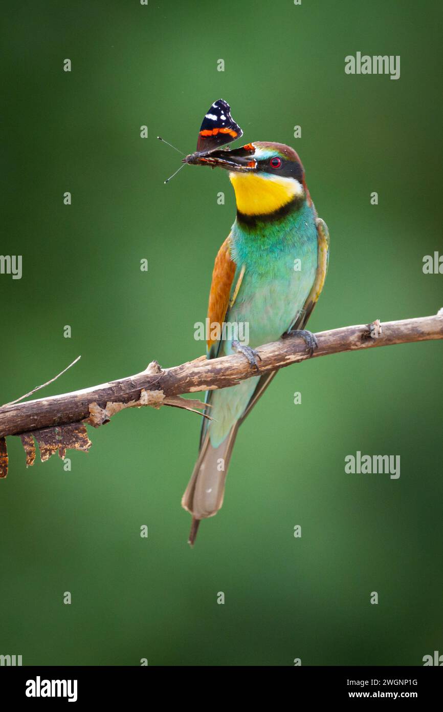 European Bee-Eater (Merops apiaster) arroccato sul ramo vicino alla colonia di riproduzione. La natura selvaggia della Polonia settentrionale - Europa Foto Stock