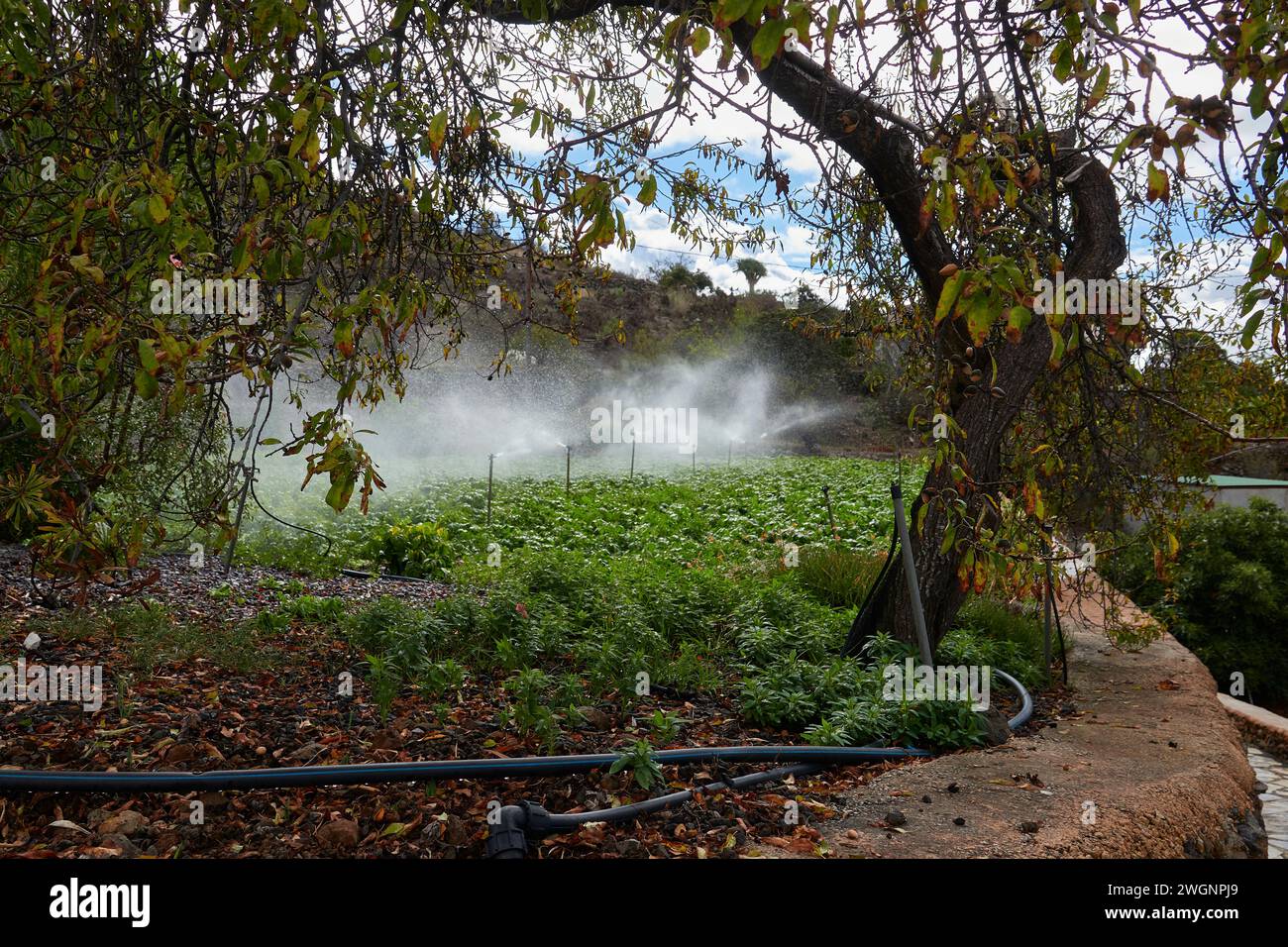 Un giardino verde con più irrigatori d'acqua. Isole Canarie Foto Stock