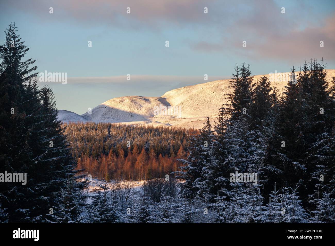 Una scena invernale di alberi e montagne vicino allo Spittal di Glenshee Foto Stock