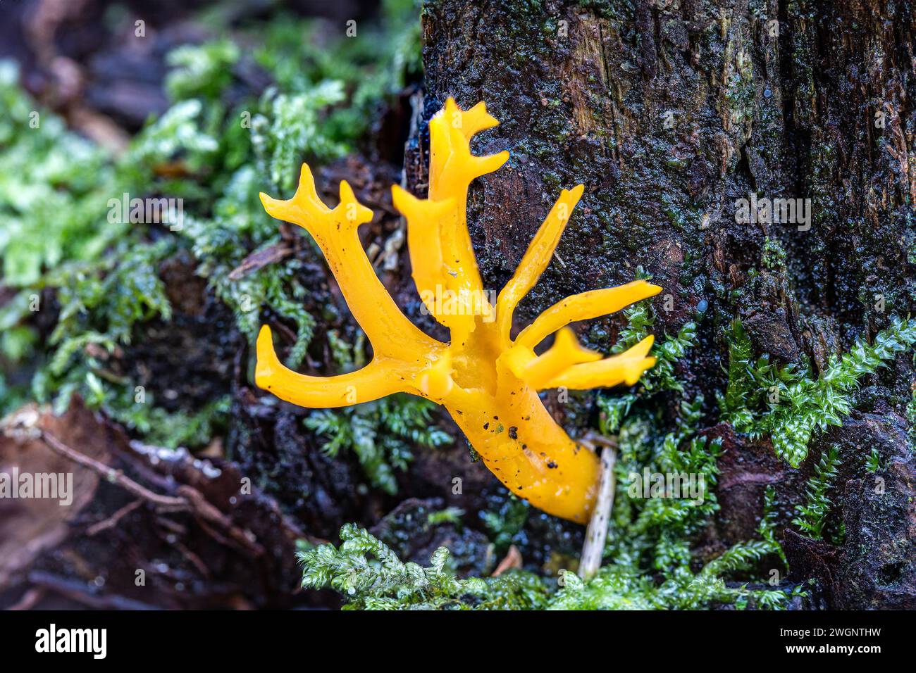 Yellow Staghorn, Sherford Bridge, Dorset, Regno Unito Foto Stock