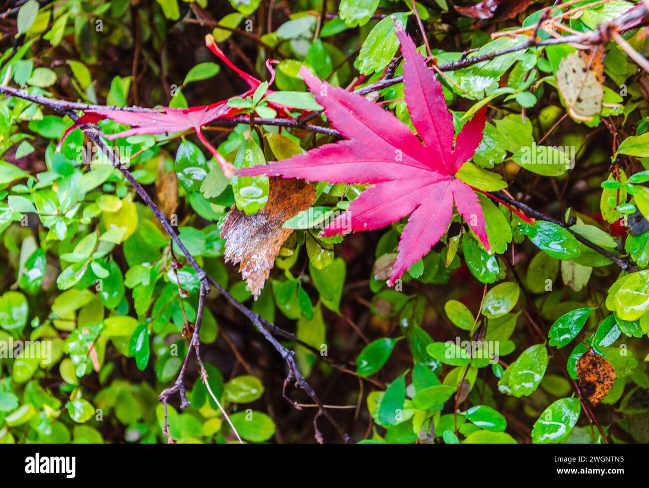 Foglia singola di un albero acer nei giardini botanici, Belfast, nella contea dell'Irlanda del Nord Foto Stock