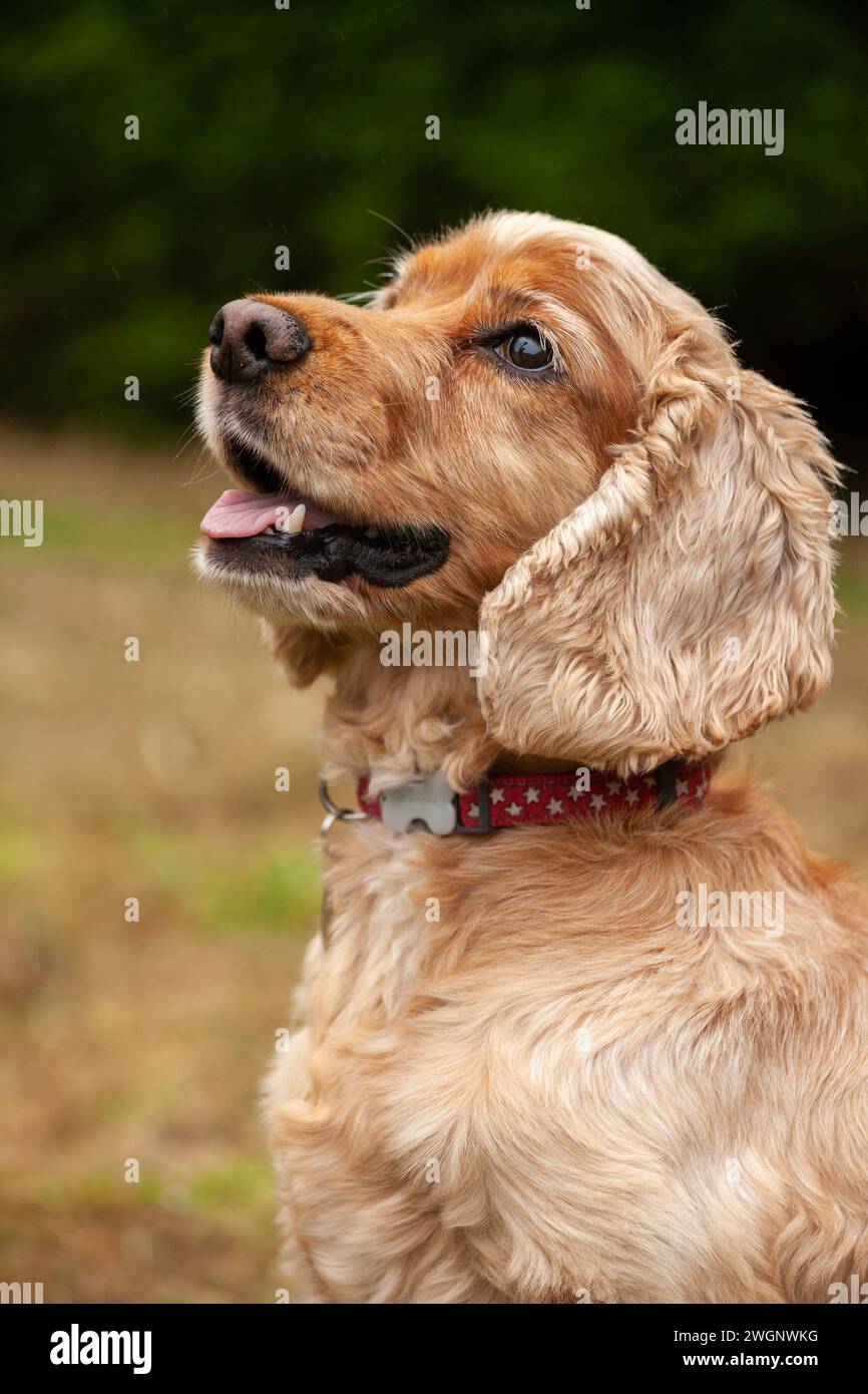 Un profilo ravvicinato di un Cocker Spaniel Foto Stock