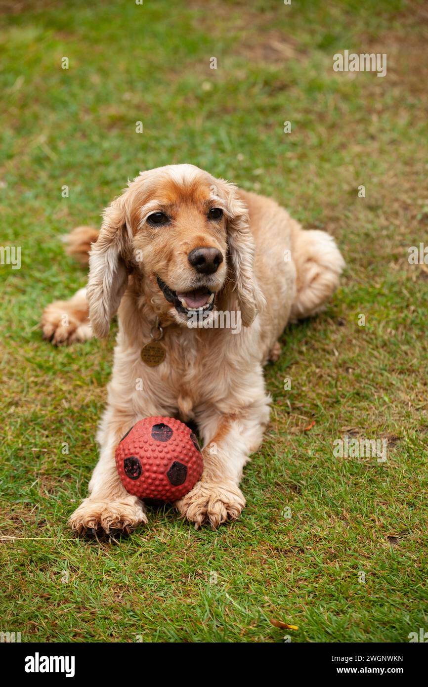 Un profilo ravvicinato di un Cocker Spaniel con palla giocattolo Foto Stock