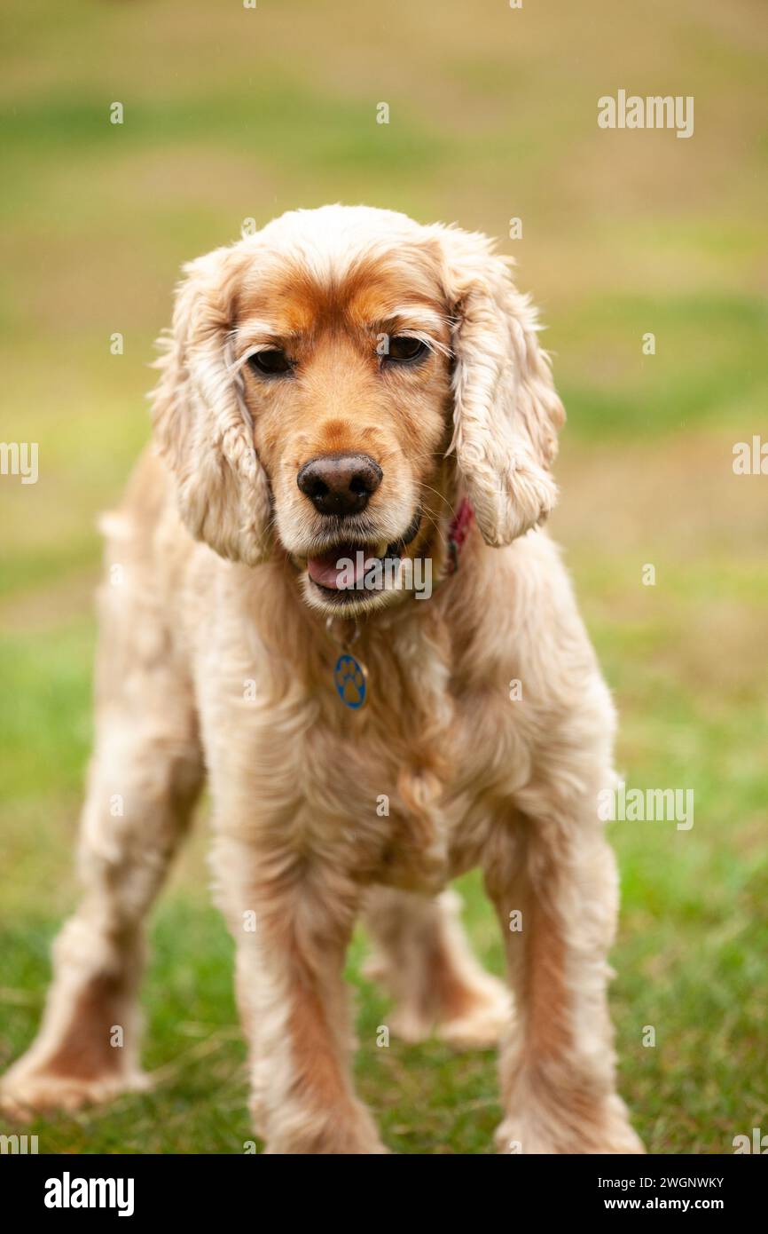 Un profilo ravvicinato di un Cocker Spaniel Foto Stock