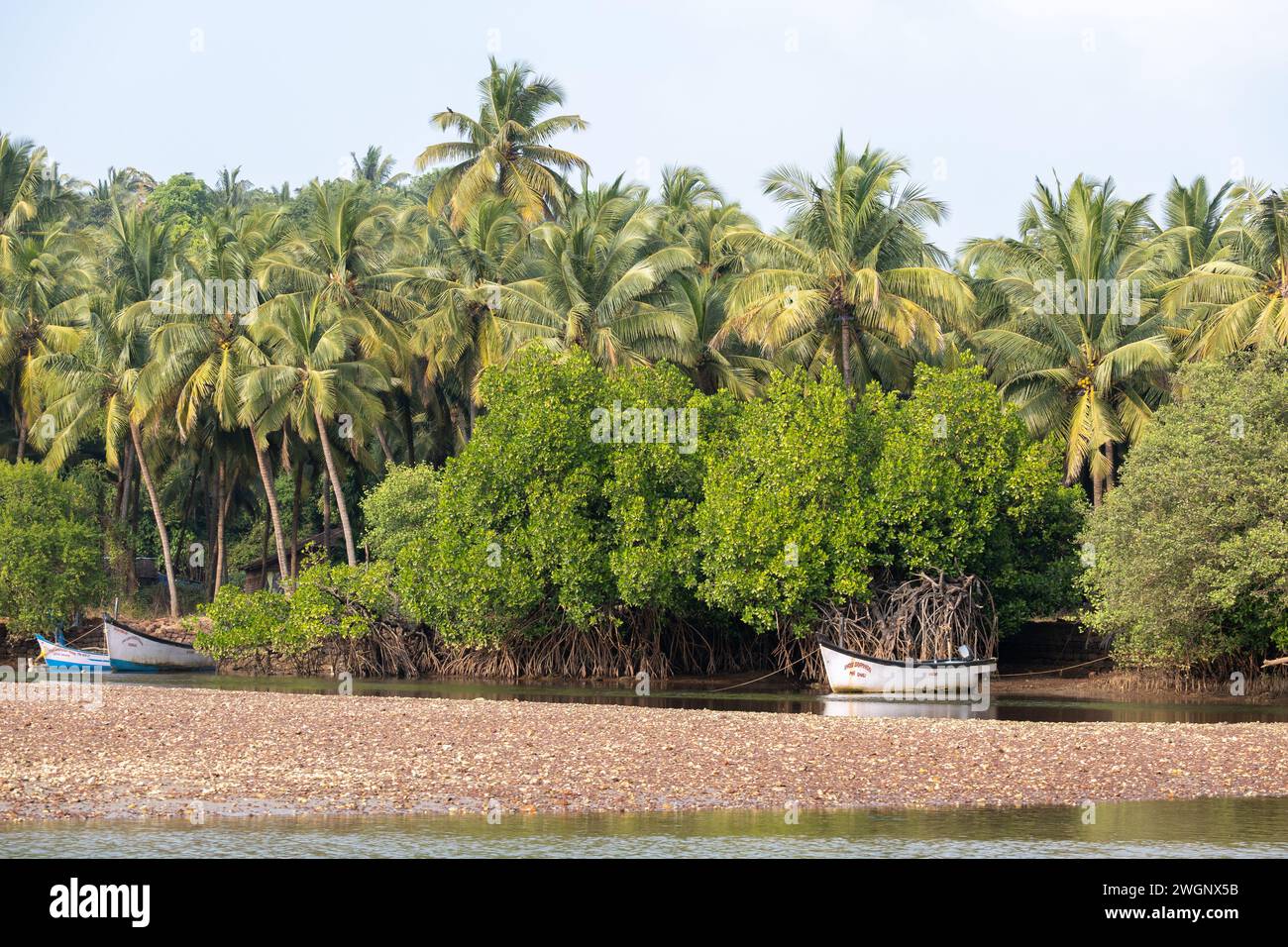Agonda, Goa, India, paesaggio con palme e habitat di mangrovie, solo editoriale. Foto Stock